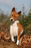 BASENJI 063